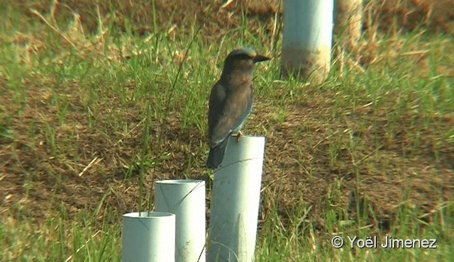 Indochinese Roller - ML201090941