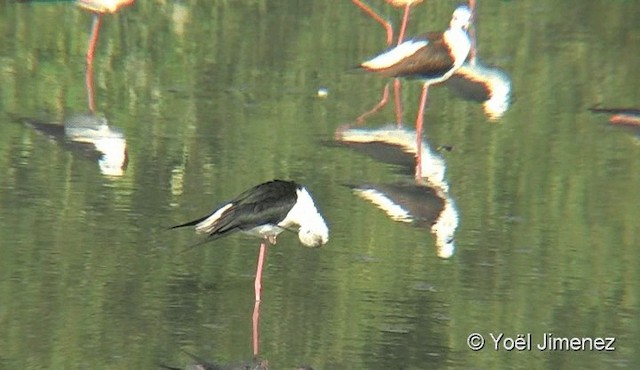 Black-winged Stilt - ML201091001