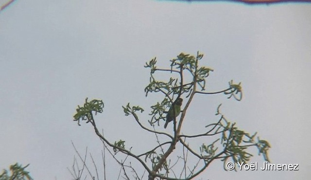 Blauohr-Bartvogel - ML201091011