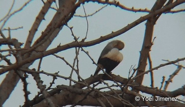 White-shouldered Starling - ML201091051