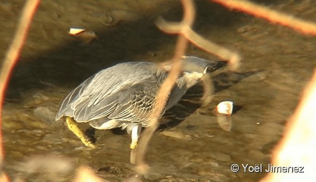 Striated Heron - ML201091101