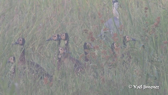 White-faced Whistling-Duck - ML201091141