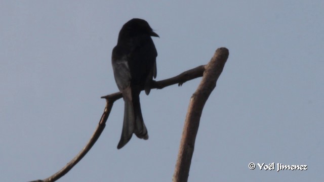 savannedrongo (divaricatus/lugubris) - ML201091171