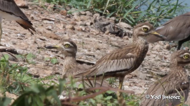 Senegal Thick-knee - ML201091201