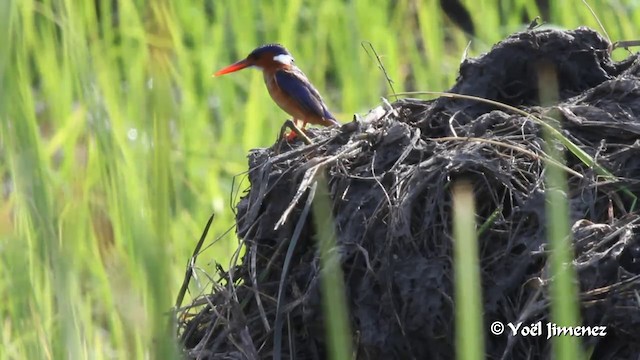 Malachite Kingfisher (Mainland) - ML201091211