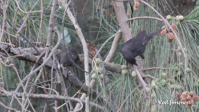 White-billed Buffalo-Weaver - ML201091221