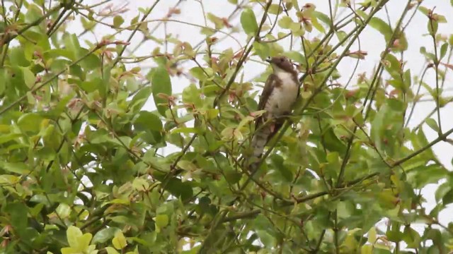 Klaas's Cuckoo - ML201091291