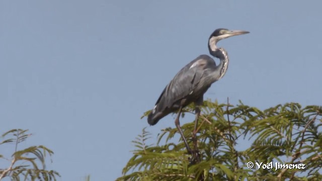 Black-headed Heron - ML201091321