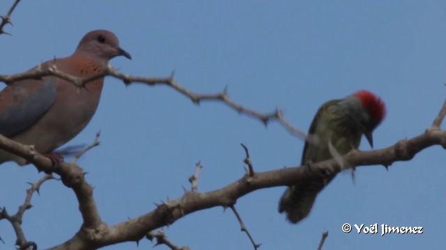 Cardinal Woodpecker - ML201091351