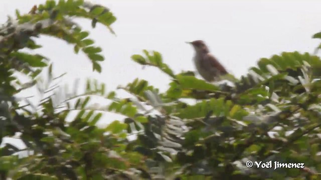 Singing Cisticola - ML201091371