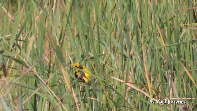 Yellow-crowned Bishop - ML201091391