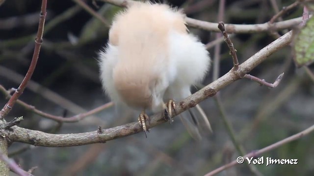 African Desert Warbler - ML201091401