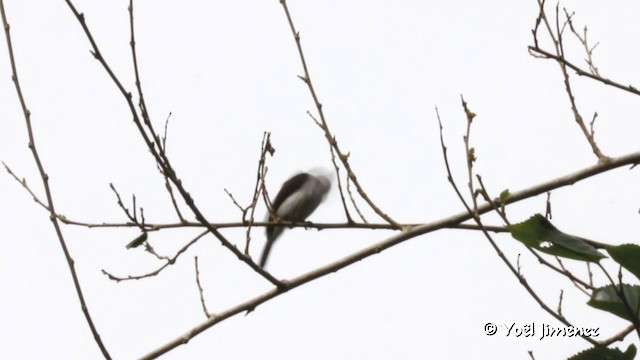 ハグロヒタキサンショウクイ - eBird