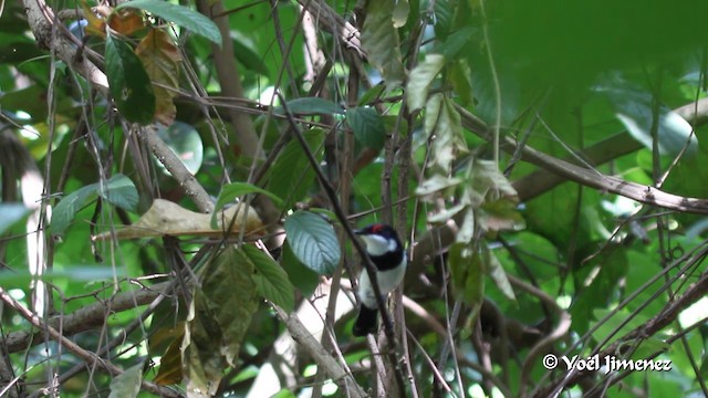 hvitvingepløsøye - ML201091431