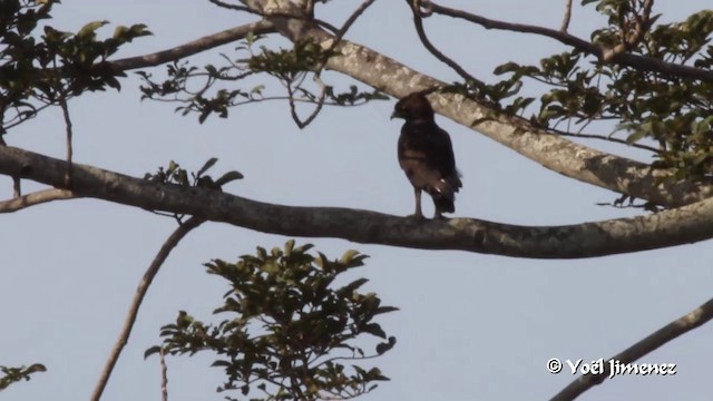 Long-crested Eagle - ML201091441