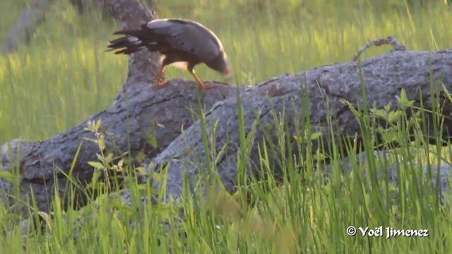 African Harrier-Hawk - ML201091451