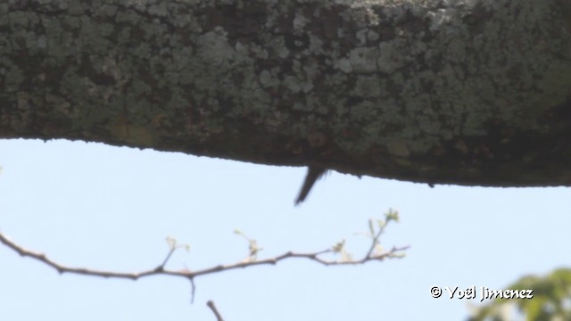 Cardinal Woodpecker - ML201091461