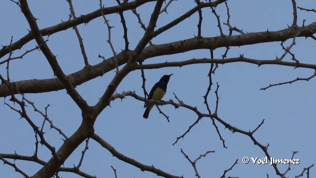 Variable Sunbird (Yellow-bellied) - ML201091481