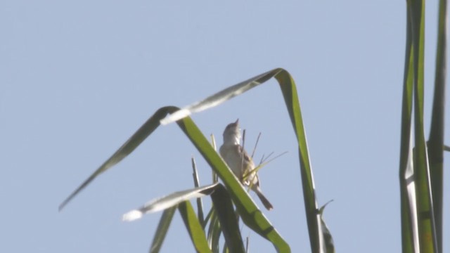 Singing Cisticola - ML201091531