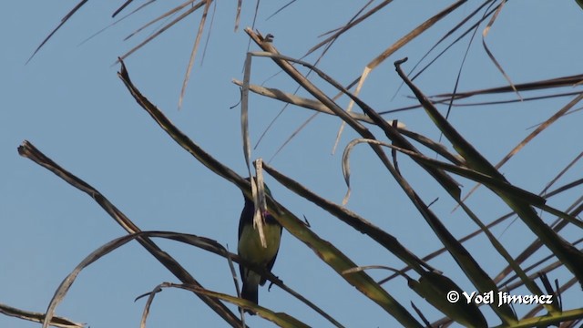 カワリタイヨウチョウ（venustus グループ） - ML201091541