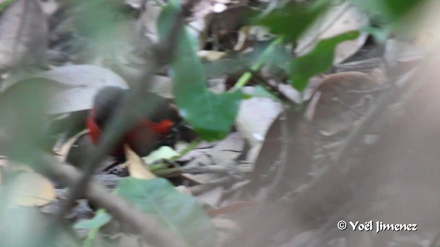 Becbleu sanguin (haematina/togoensis) - ML201091561
