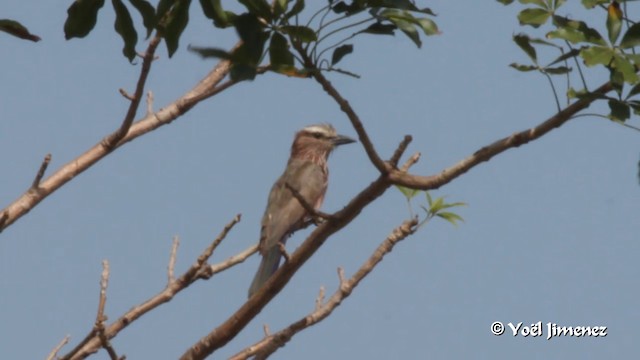 Rufous-crowned Roller - ML201091591