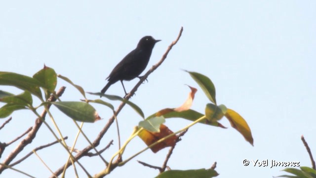 White-fronted Black-Chat - ML201091601