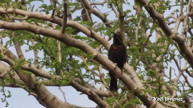 Copper Sunbird - ML201091651