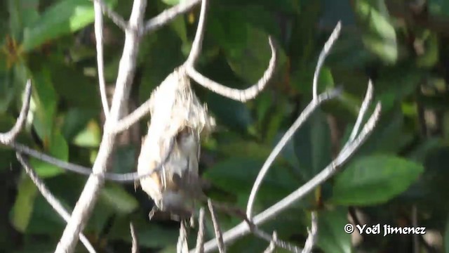 Mangrovenektarvogel - ML201091691