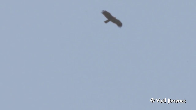 Wahlberg's Eagle - ML201091711