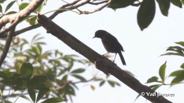 White-fronted Black-Chat - ML201091721