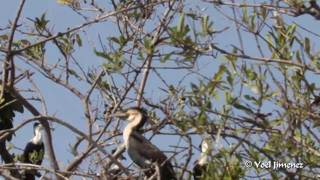 Great Cormorant (White-breasted) - ML201091751