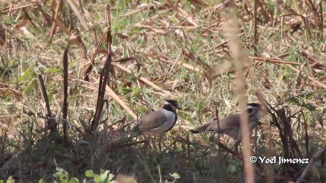 White-rumped Seedeater - ML201091771