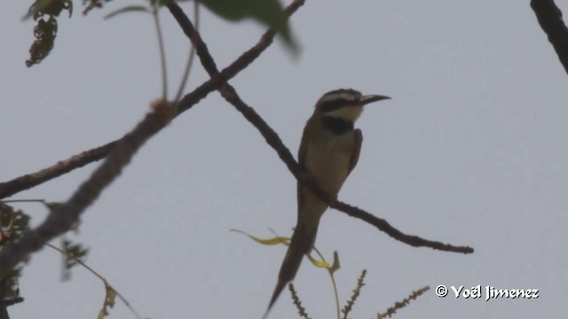 White-throated Bee-eater - ML201091781