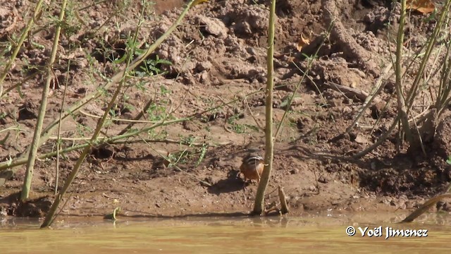 Gosling's Bunting - ML201091801