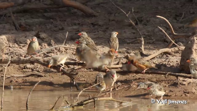 Red-billed Quelea - ML201091831