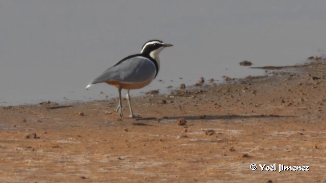 Egyptian Plover - ML201091841