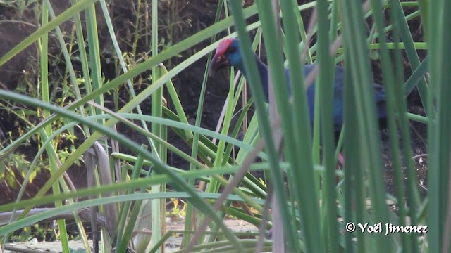 African Swamphen - ML201091851