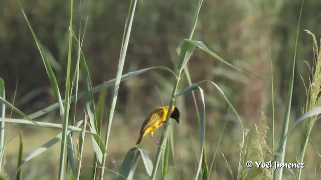 Black-headed Weaver - ML201091861