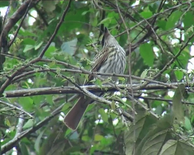 Streaked Flycatcher (Northern) - ML201091931