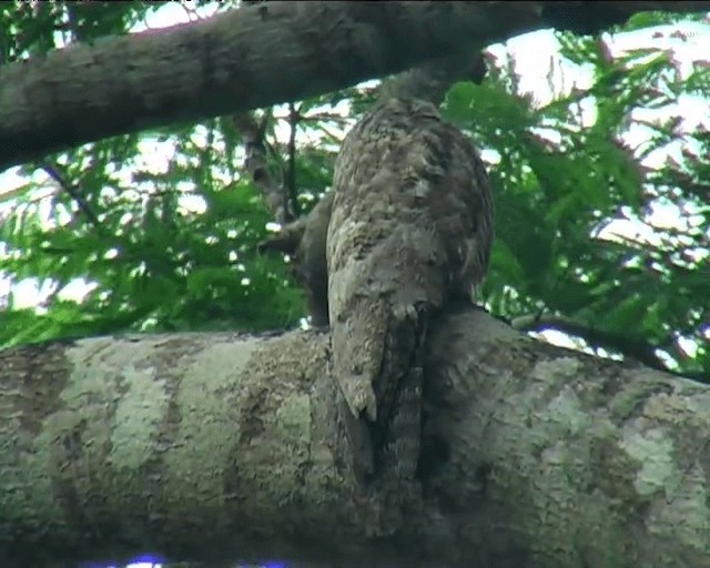 Great Potoo - ML201091951