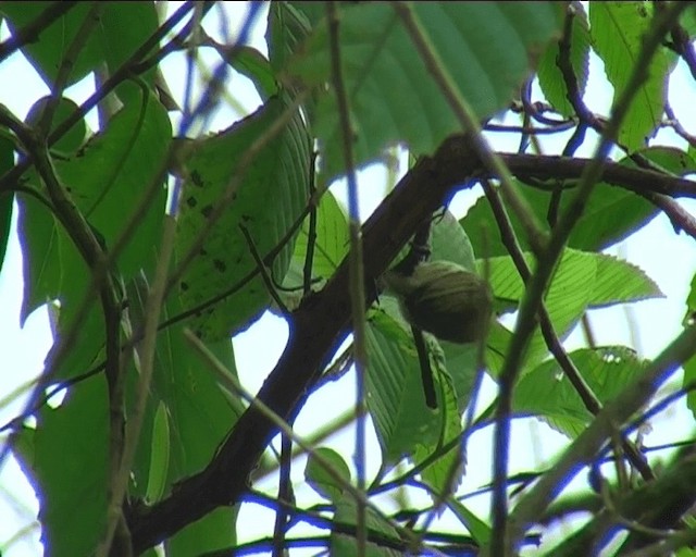 Olivaceous Piculet - ML201091961