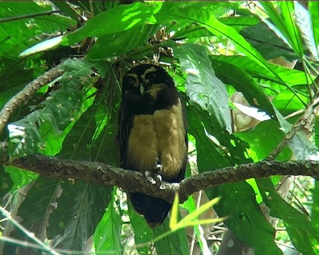 Spectacled Owl - ML201091981