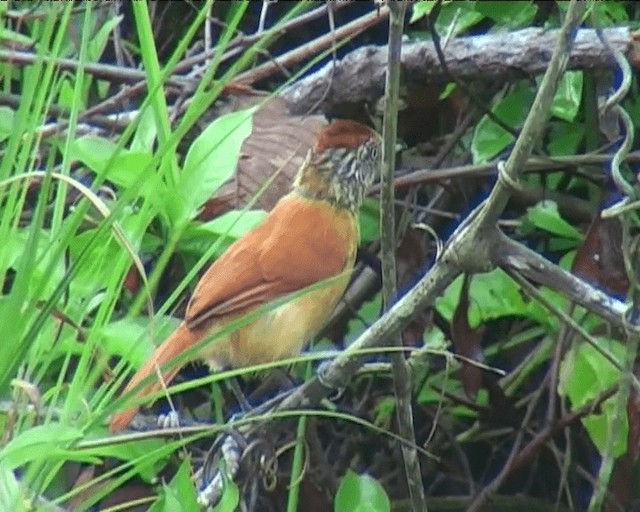 Barred Antshrike (Barred) - ML201092011