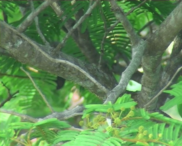 Zümrüdi Koca Vireo - ML201092031