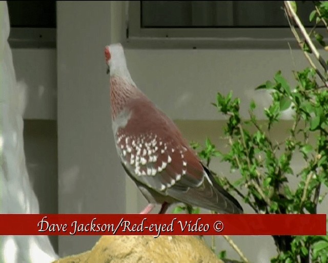 Speckled Pigeon - ML201092061