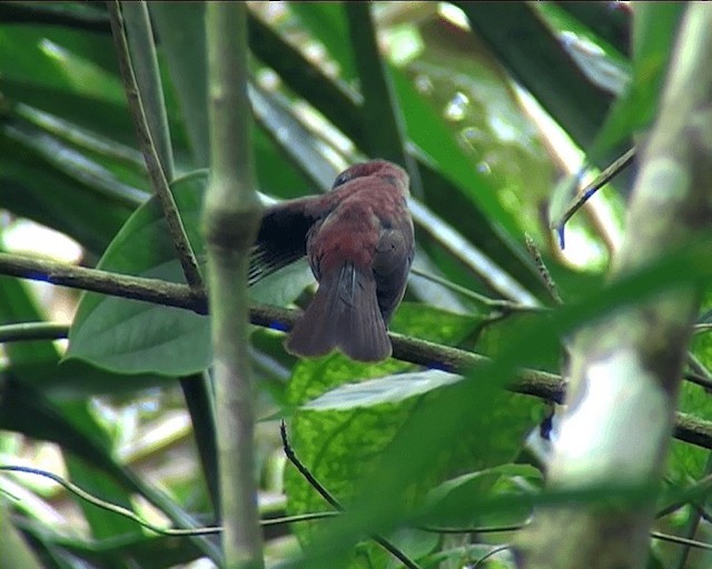 Red-throated Ant-Tanager (Red-throated) - ML201092081