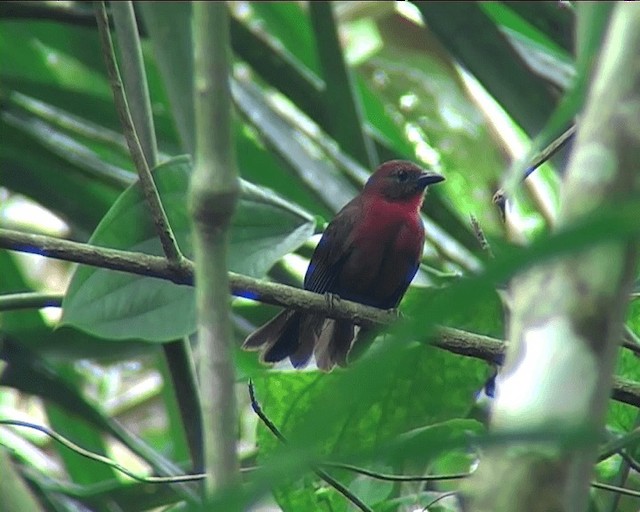 Red-throated Ant-Tanager (Red-throated) - ML201092091