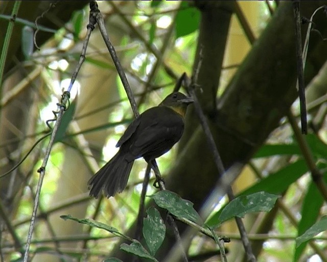 Red-throated Ant-Tanager (Red-throated) - ML201092101