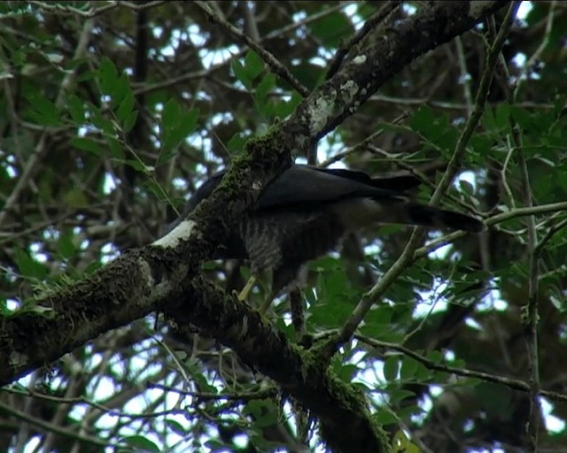 Double-toothed Kite - ML201092111